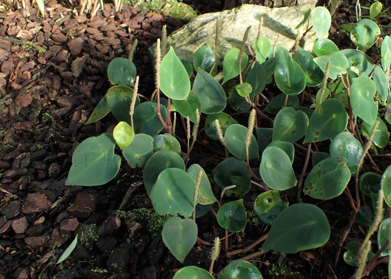 West Indian Peperomia photo 6
