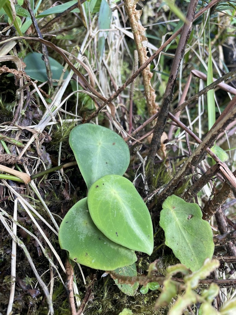 West Indian Peperomia