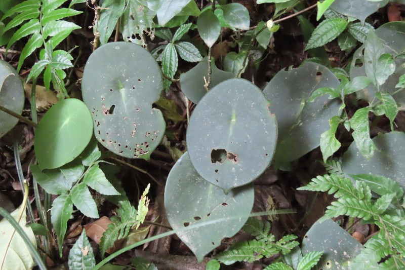 West Indian Peperomia photo 2