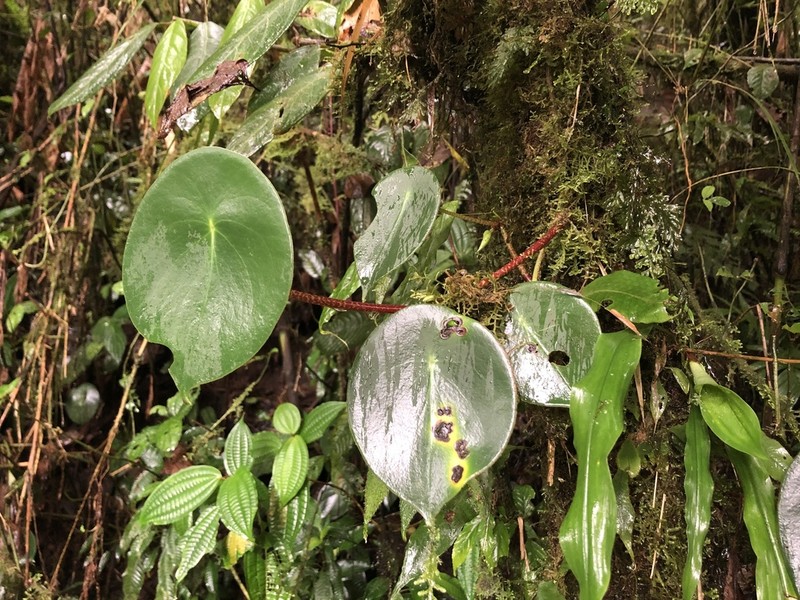 West Indian Peperomia photo 3