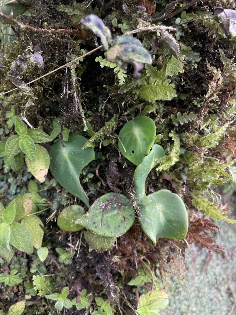 West Indian Peperomia photo 4
