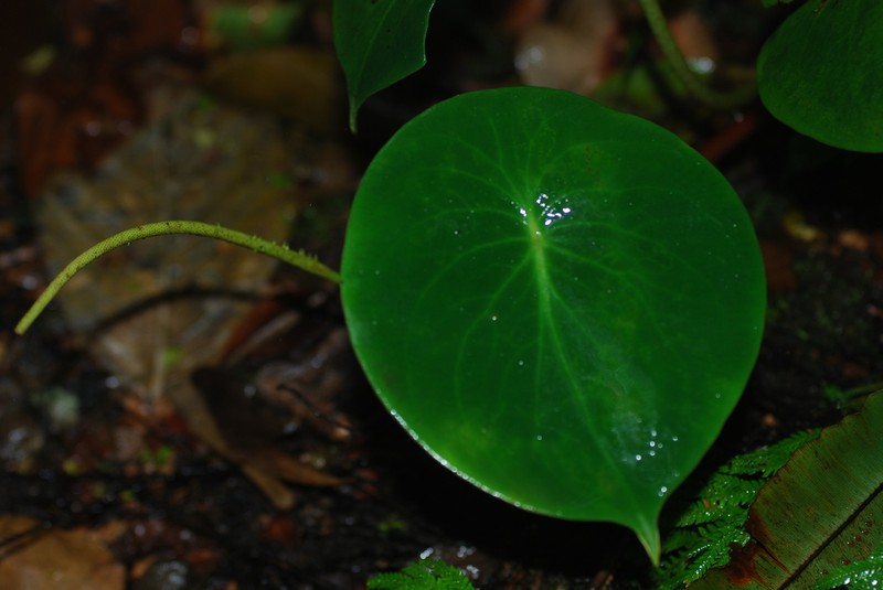 West Indian Peperomia photo 5