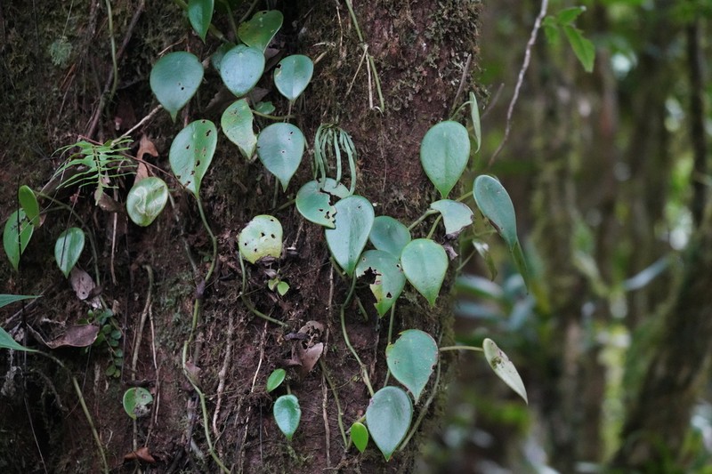 West Indian Peperomia photo 6