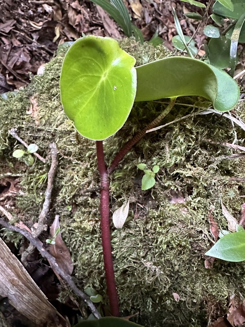 West Indian Peperomia photo 7