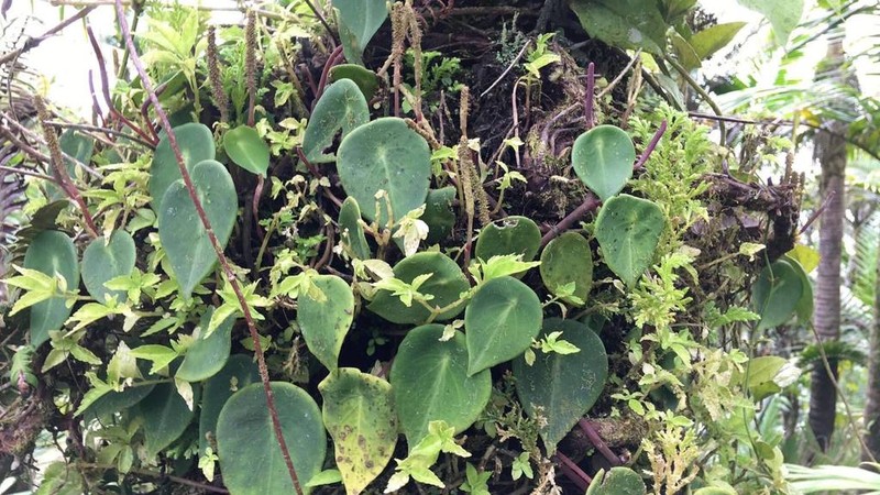 West Indian Peperomia photo 8