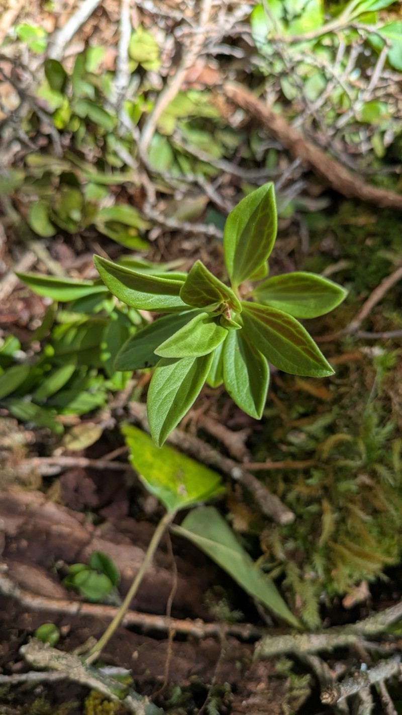 Singlenerve Peperomia