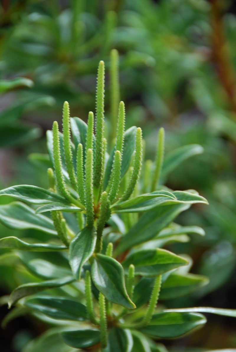 Singlenerve Peperomia photo 2