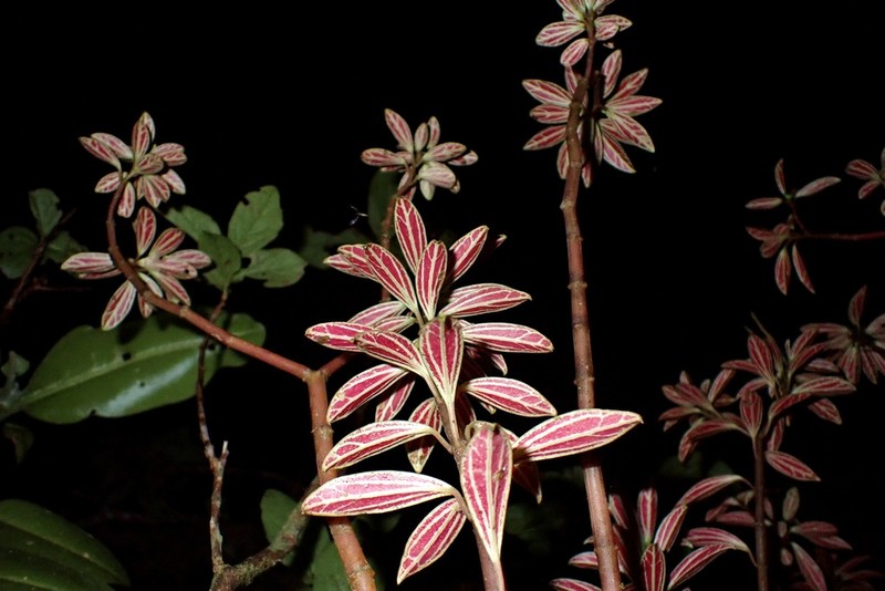 Singlenerve Peperomia photo 8