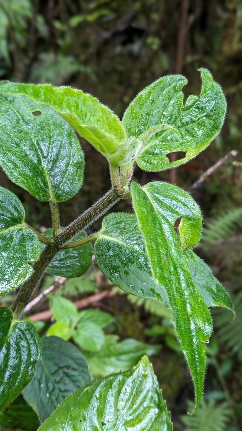 Forest Peperomia photo 2