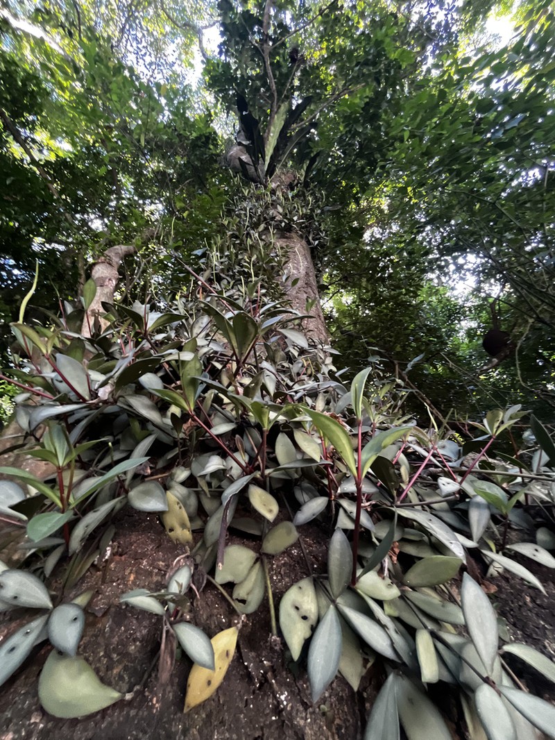 Peperomia hirtulicaulis