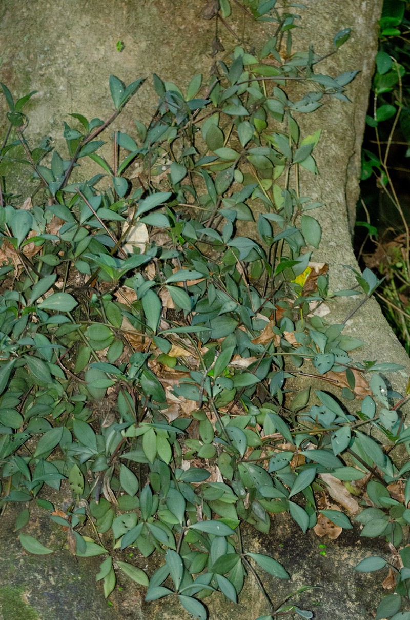 Peperomia hirtulicaulis photo 2