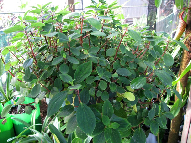 Polynesian Peperomia photo 2
