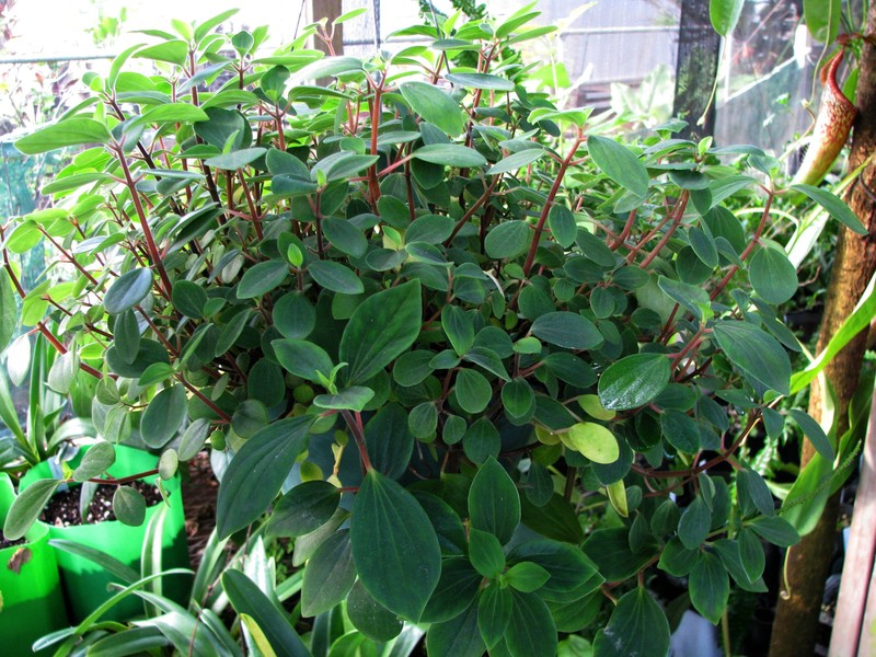 Polynesian Peperomia photo 3