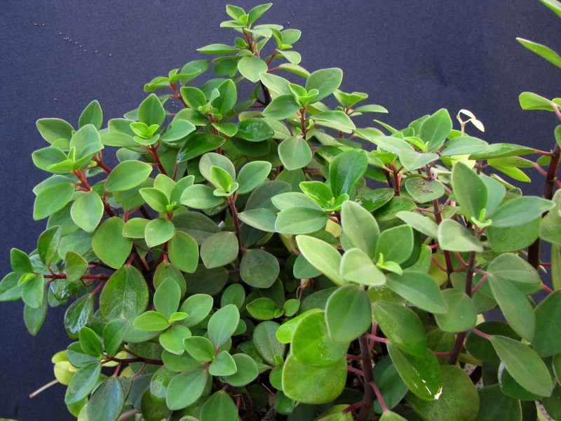 Polynesian Peperomia