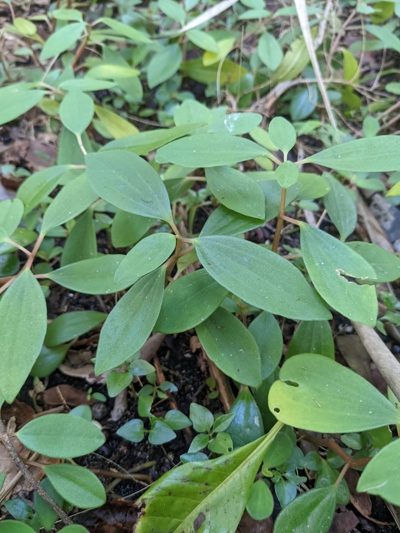 Polynesian Peperomia