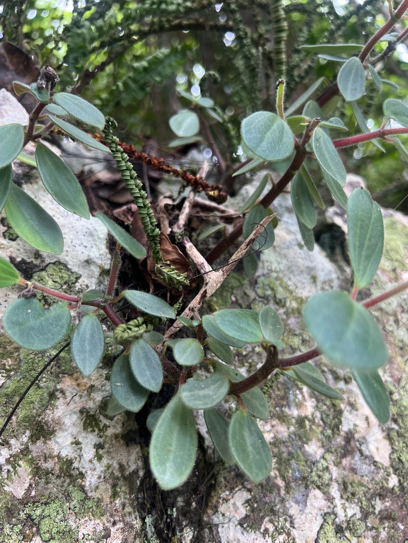 Polynesian Peperomia photo 2