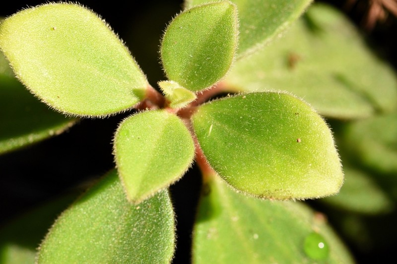 Polynesian Peperomia photo 5