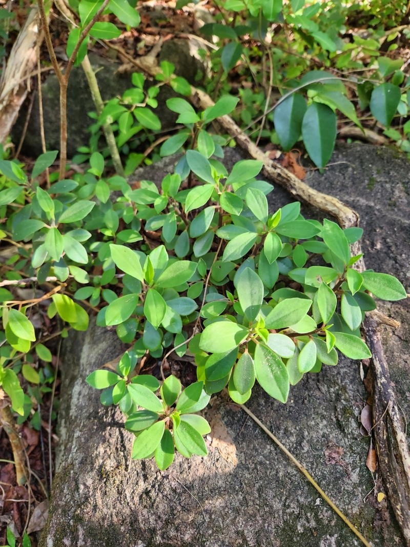 Polynesian Peperomia photo 8
