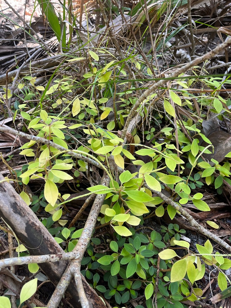 Peperomia humilis var. cumulicola