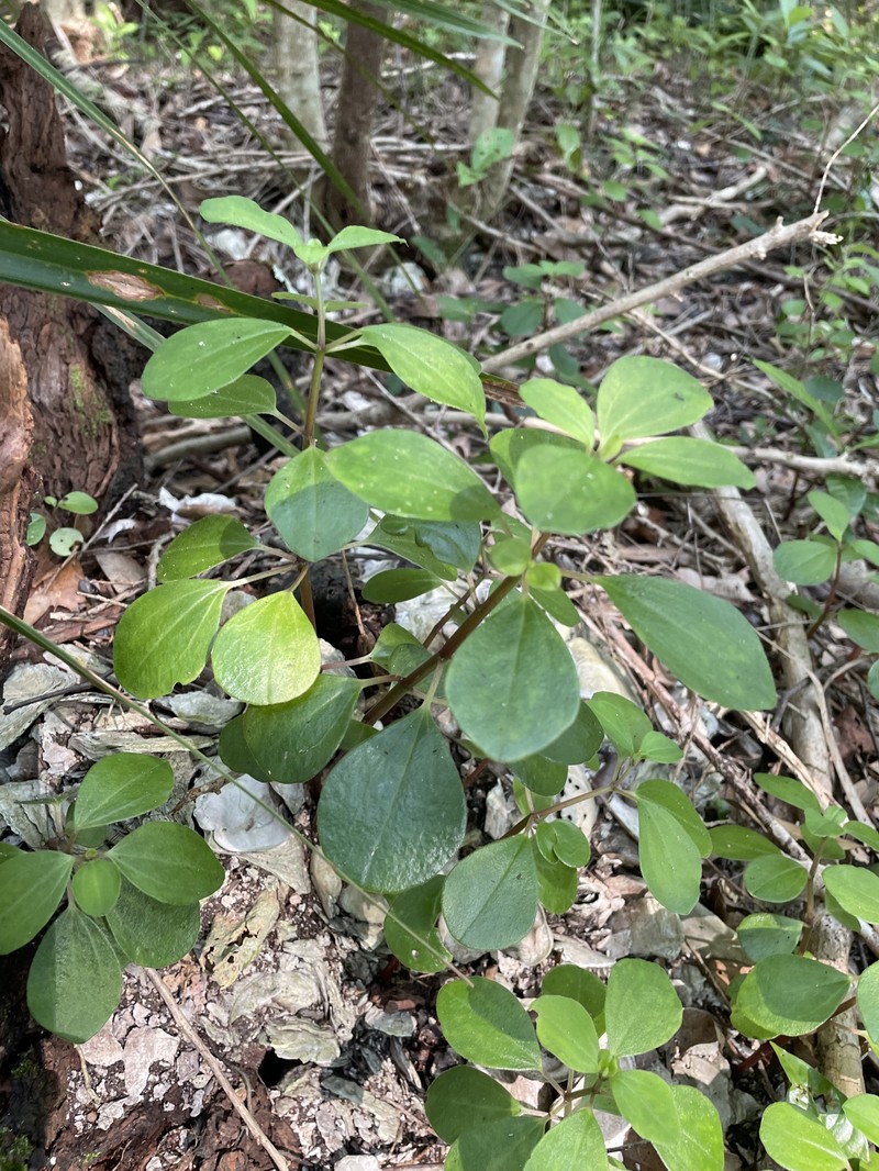 Peperomia humilis var. cumulicola photo 5