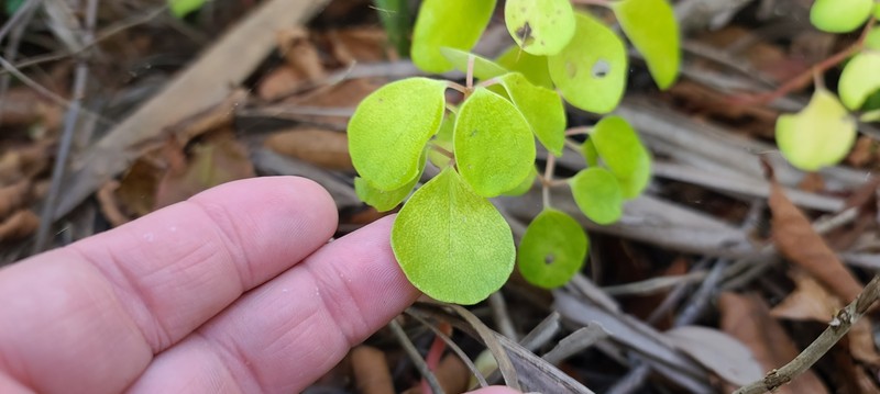 Peperomia humilis var. cumulicola photo 6