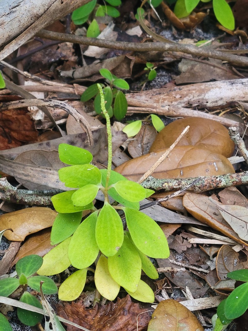 Peperomia humilis var. cumulicola photo 7