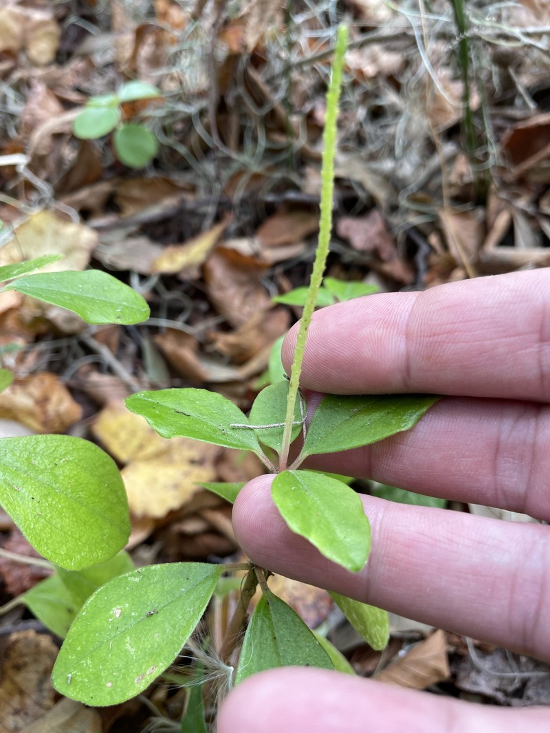 Peperomia humilis var. cumulicola photo 8