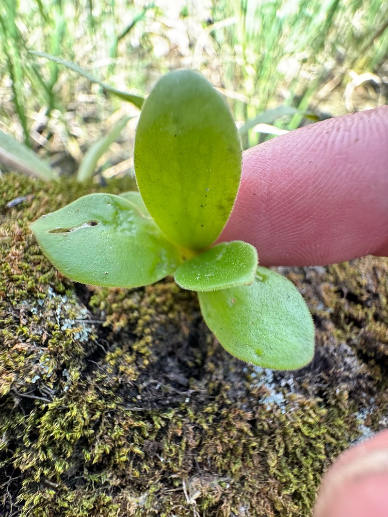 Peperomia humilis var. humilis photo 2