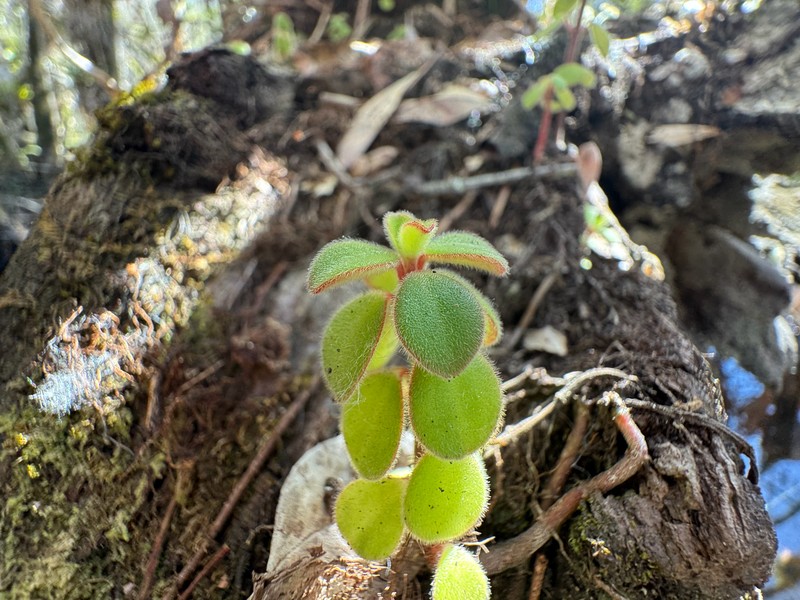 Peperomia humilis var. humilis photo 3