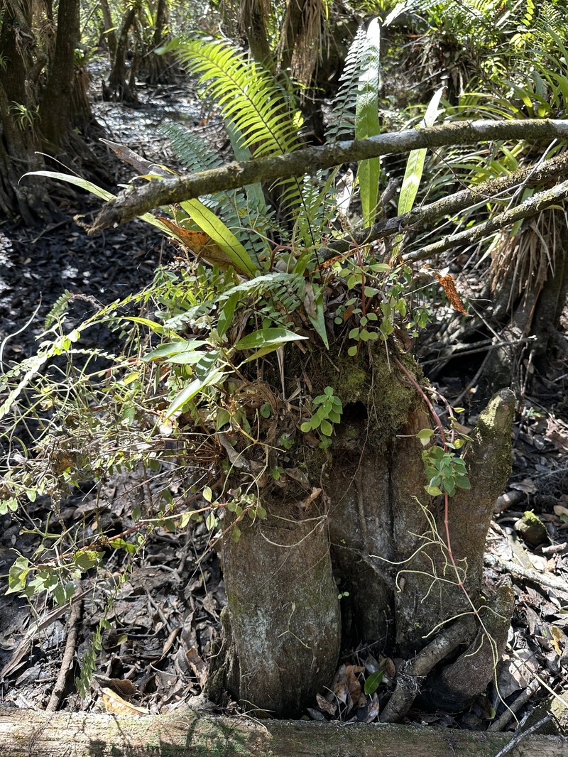 Peperomia humilis var. humilis photo 4