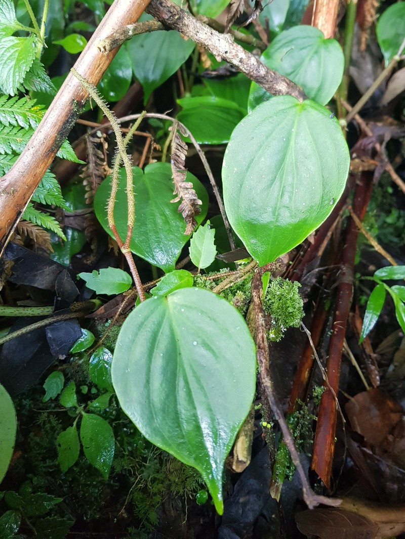 Peperomia hydnostachya photo 2