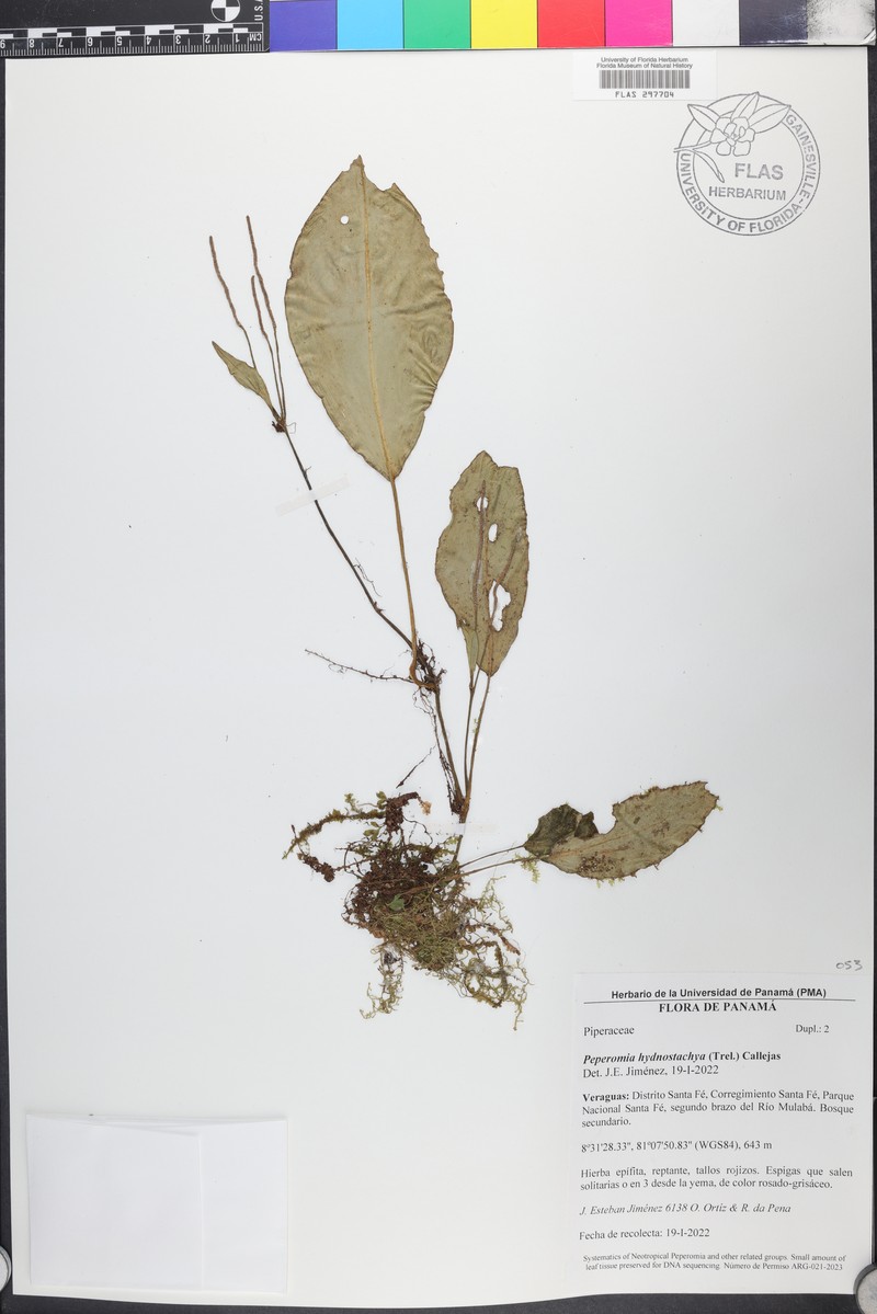 Peperomia hydnostachya photo 3