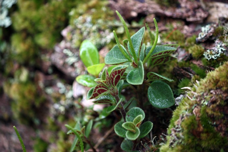 Thickleaf Peperomia