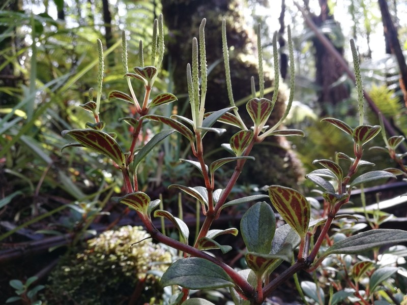 Thickleaf Peperomia photo 2