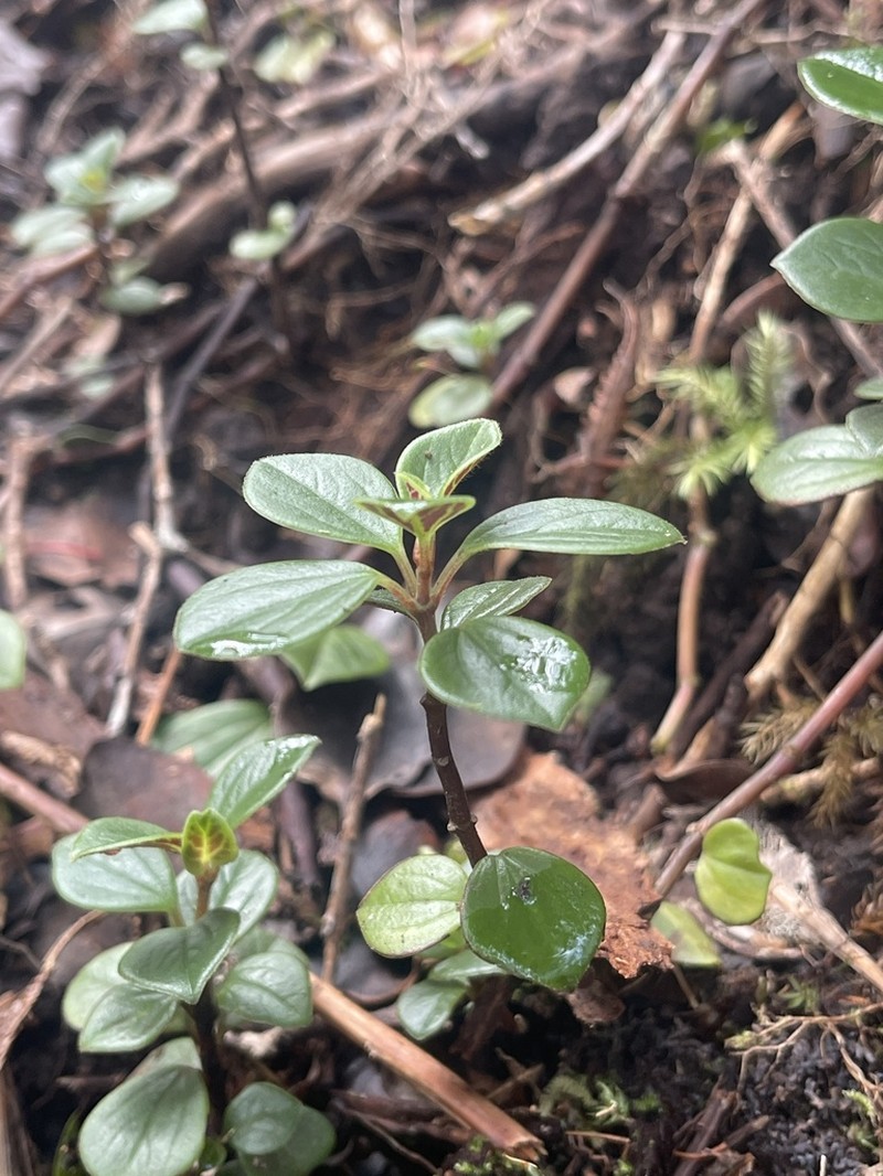 Thickleaf Peperomia photo 3
