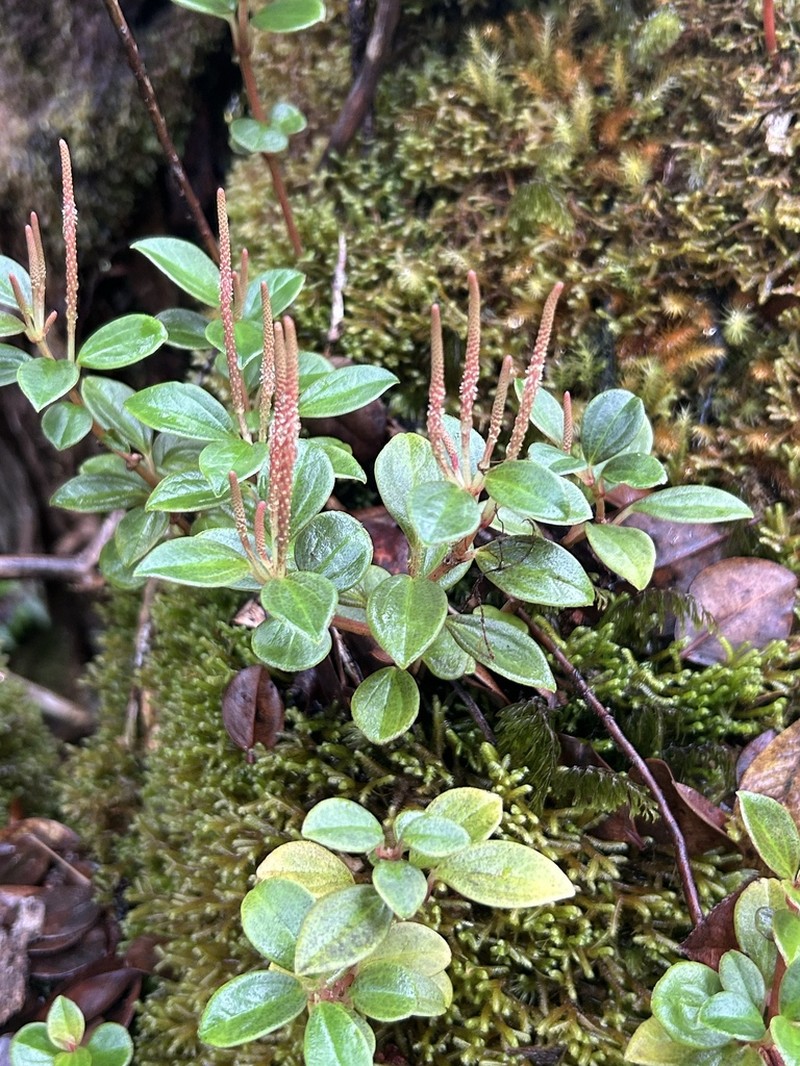 Thickleaf Peperomia photo 4