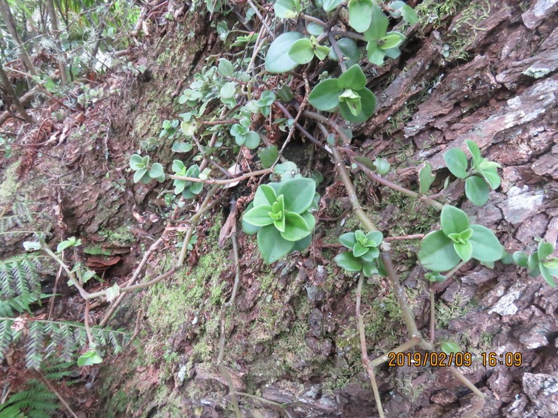 Thickleaf Peperomia photo 5
