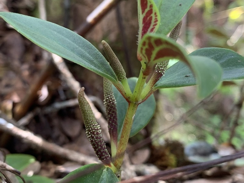 Thickleaf Peperomia photo 6
