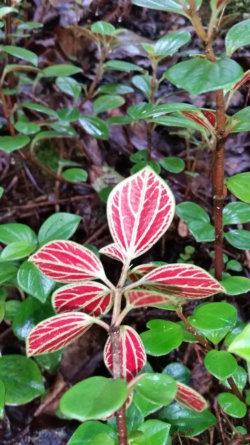 Thickleaf Peperomia photo 8