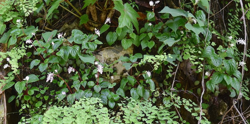 Peperomia inversa