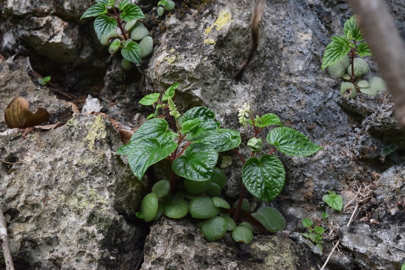 Peperomia inversa photo 3