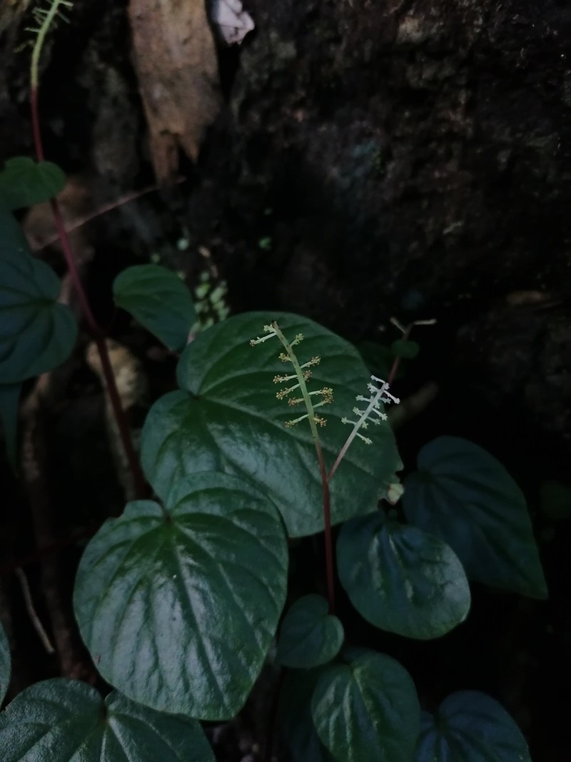 Peperomia inversa photo 4