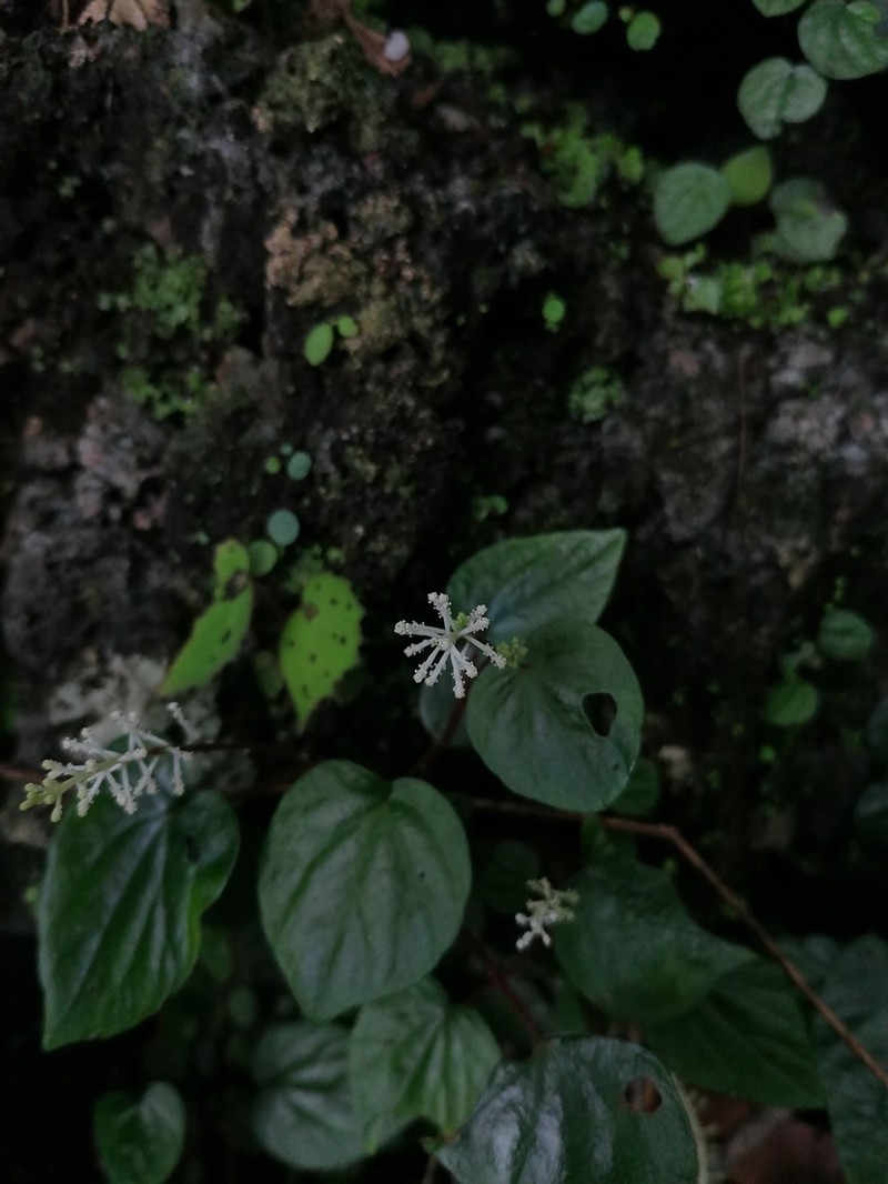 Peperomia inversa photo 5