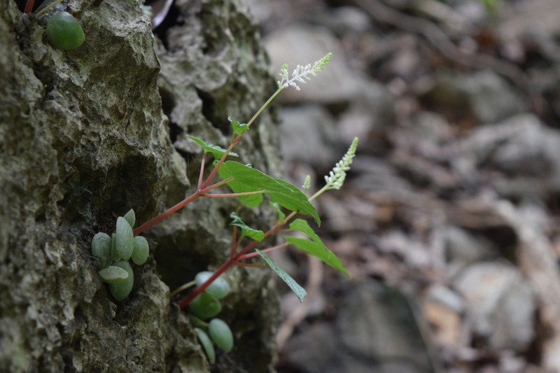 Peperomia inversa photo 6