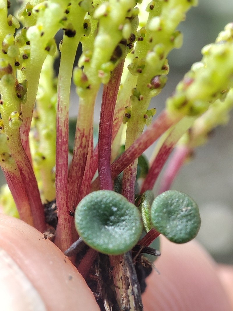 Peperomia jalcaensis