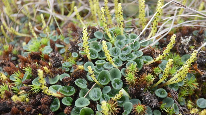 Peperomia jalcaensis photo 3