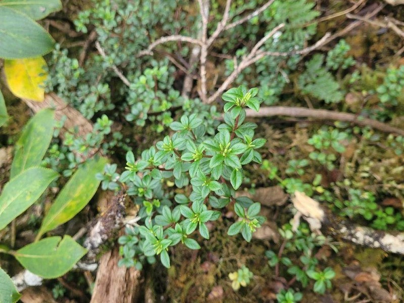 Royal Peperomia photo 4