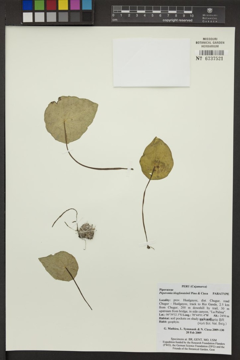 Peperomia klopfensteinii