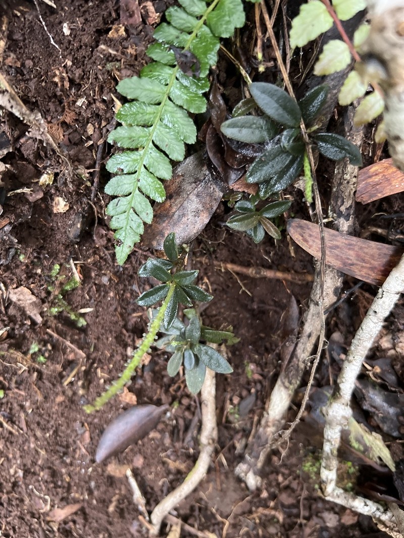 Napali Kona Peperomia