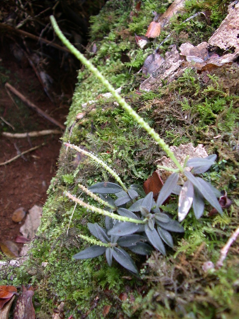 Napali Kona Peperomia photo 2